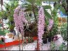 Rhynchostylis retusa