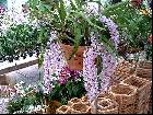 Rhynchostylis retusa