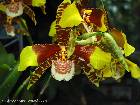 Rossioglossum grande