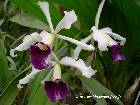 S. purpurata (Laelia) var. werkhauseri