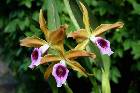 Sophronitis (Laelia) tenebrosa