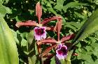 Sophronitis (Laelia) tenebrosa