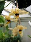 stanhopea wardii