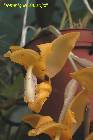 stanhopea wardii