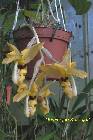 stanhopea wardii