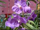 Vanda coerulae