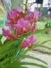 vanda dr aneck