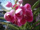 Vanda Madame Rattana