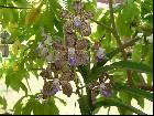 Vanda tessellata