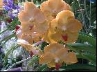 Vanda Udom Gold (variante)