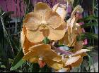 Vanda Udom Gold