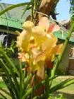 Vanda Udom Gold