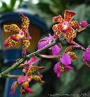Vandopsis lissochiloides