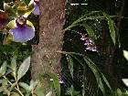 Zygopetalum maxillare Lodd.