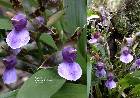 Zygopetalum maxillare Lodd.