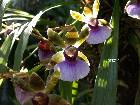 Zygopetalum maxillare Lodd.